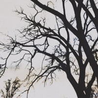 Shadow Walk - Single - Nebula.