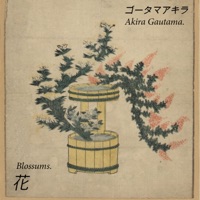 Blossums - Akira Gautama