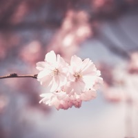 Blossom - Single - no one's perfect