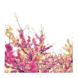 I Dream in Pastel Pink Aethers