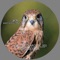 Broken Mind (Matthias Springer Remix) - Narcotic 303 lyrics