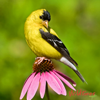 Popular Bird Calls and Songs - Wildtones