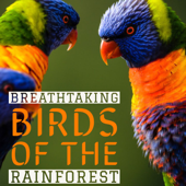 Breathtaking Birds of the Rainforest - Nature Sounds for Relaxation