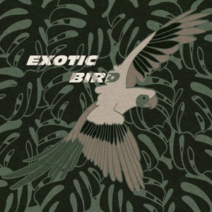 Exotic Bird - Single