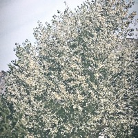 Triumph - Single - SPXN