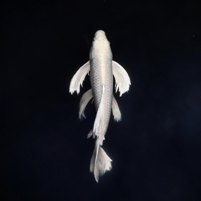 Push / Pull - Single