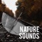 Asmr - Rain Sounds & Nature Sounds lyrics