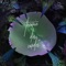 Art Blakey - Bruck lyrics