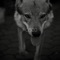 Rosco (feat. Tony Tillman) - Poetics & Xay Hill lyrics
