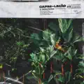 Limão