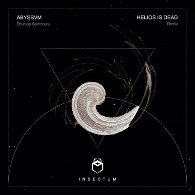 Eburnea Stenocara - Single
