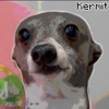Kermit