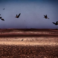 Raven - Single - quadbrah