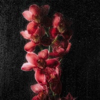 Burgundy Love (feat. Kuzich) - Single - Knoe