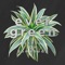 Evergreen - Single
