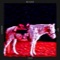 Slapstick (The Chain Gang Of 1974 Mix) - Foxing & The Chain Gang of 1974 lyrics