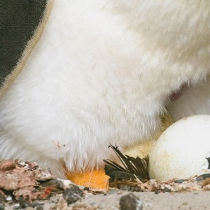 Polar Role