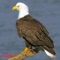 Bald Eagle - Wildtones Bird Calls and Songs lyrics