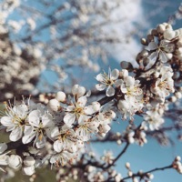 Bloom - Single - Jmss