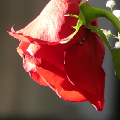 Pas toute ma tête - Single