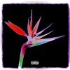 Birds of Paradise (feat. Twenti) - Single