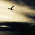 Silhouette