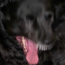 Heebie Jeebies (feat. Ylti) Gino Driggs