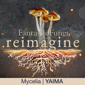 Mycelia (Fantastic Fungi: Reimagine) - Single