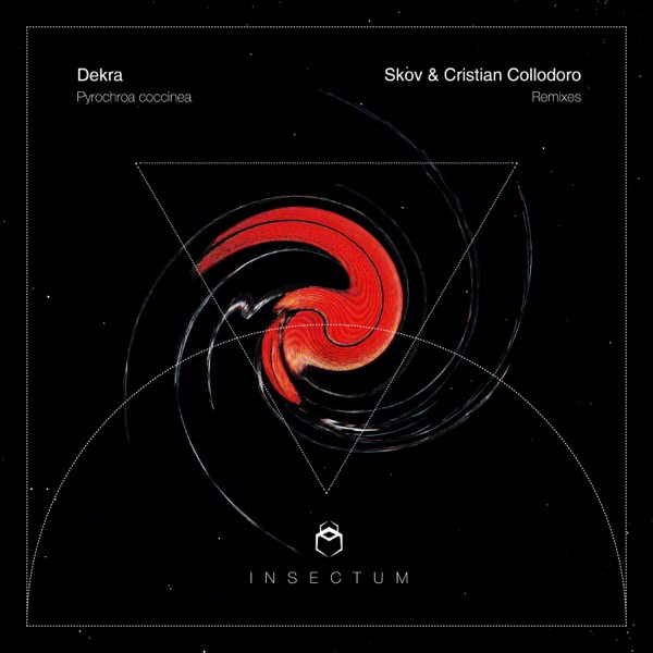 Pyrochroa Coccinea - Single