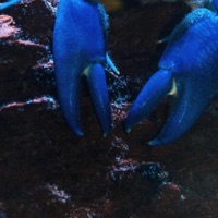 Lobster_Freestyle - Single - redboy