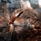 Querentine Leon Enjaulado - Jorge Castil lyrics