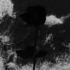 Black Rose - Single