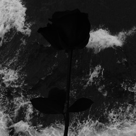 Black Rose Fix