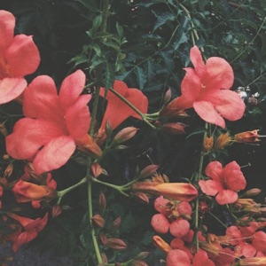 Disguise (feat. Josh Malilay)