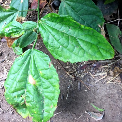 Clever Huayrona - Terrible Amor