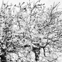 Bare Trees - EP - $tonehardt