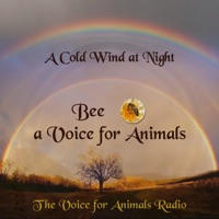 A Cold Wind At Night