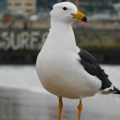 Que Sea Verano (feat. Alme Meng & X-Meng) - Single