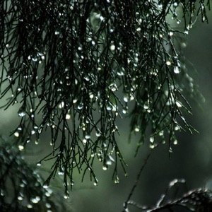 Sleeping and Relaxing Sounds: Rain Calm Shusher