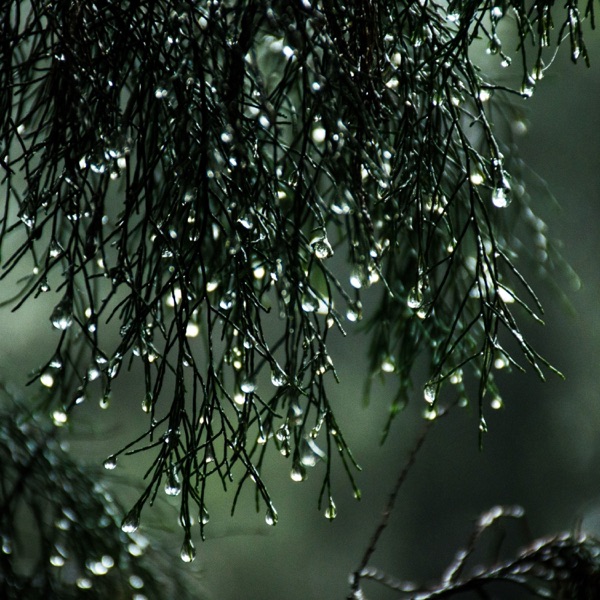 Sleeping and Relaxing Sounds: Rain Calm Shusher