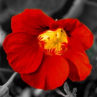 Egiti - Single - Phantom Head