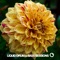 Wisteria - Low:r lyrics
