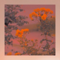 All You Want - Single - Fxrroh & Nvr/Mnd