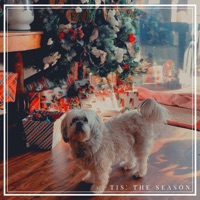 Tis' the Season - Single - Goffie