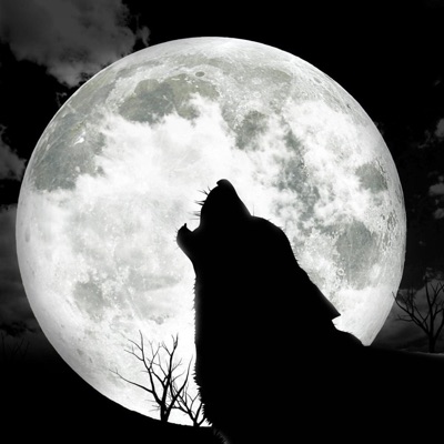 Darkness (The Wolf) - Single
