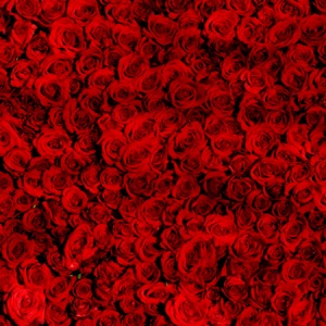 Till rosorna - EP