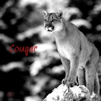 Cougar - Single - Aquariion