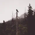 The Space Between