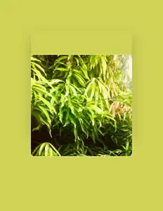 收听 Lanzie、观看音乐视频、阅读小传、查看巡演日期等 ！