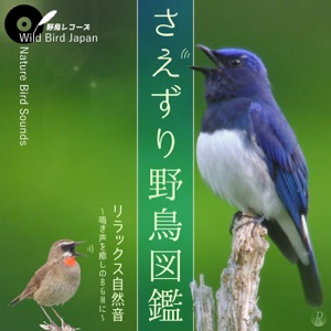 Lesser Cuckoo (Cuculus poliocephalus) [feat. Field Recording Lab]